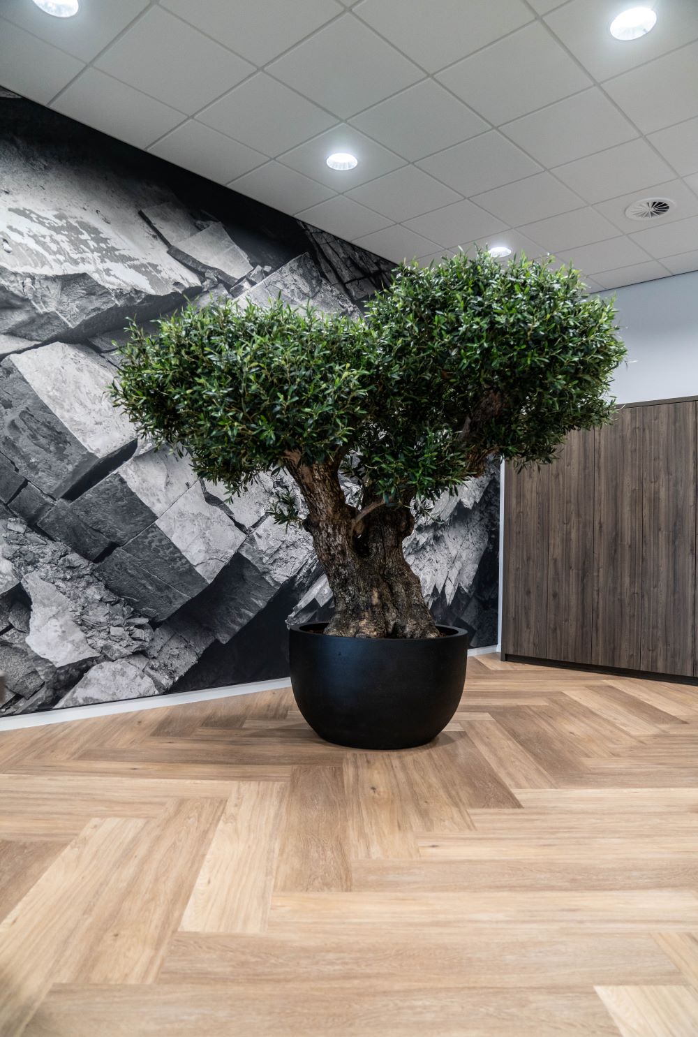 Kunst Olijfboom